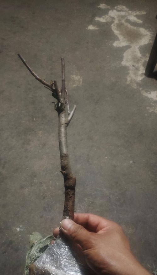 海棠树的寓意与象征风水（传承与繁荣的象征——海棠树的寓意及其在风水中的地位）