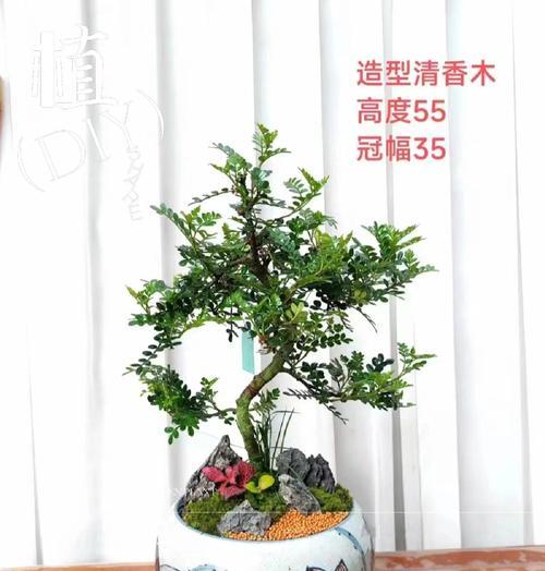 海棠树的寓意与象征风水（传承与繁荣的象征——海棠树的寓意及其在风水中的地位）