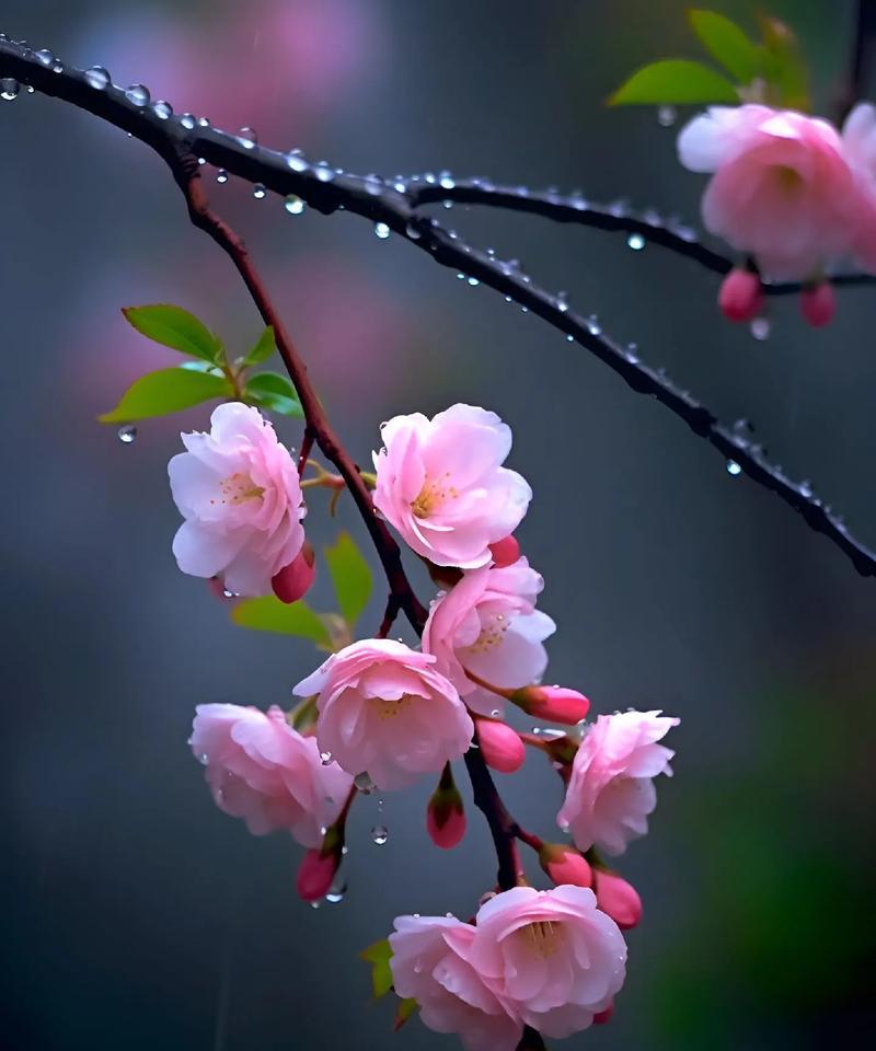 以红玫瑰代表忠诚（红玫瑰花语、象征和寓意）