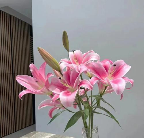 梅花的花语（梅花的花语传递了人们对美好未来的渴望）