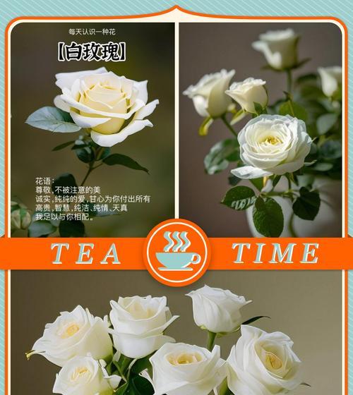 白玫瑰花语与代表意义（探索白玫瑰背后的情感与象征）