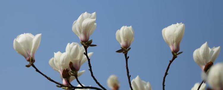 红玉兰花（红玉兰花的寓意和象征解析｜红玉兰花与人生的启示）