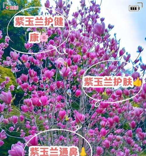 红玉兰花（红玉兰花的寓意和象征解析｜红玉兰花与人生的启示）