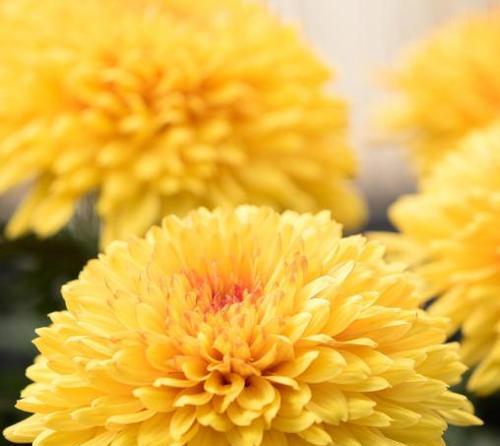 菊花代表长寿吗？菊花的长寿花意义是什么？