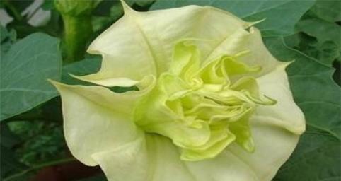 头上戴的绿色花寓意是什么？