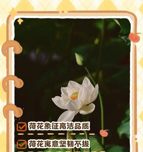 荷花象征着什么？它的健康寓意是什么？
