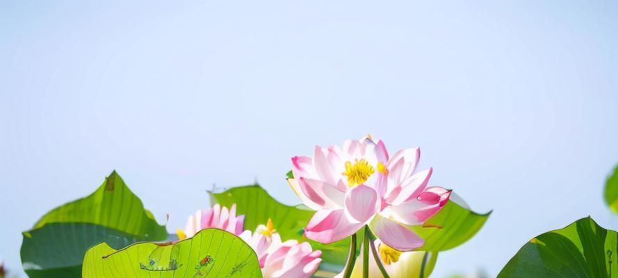 荷花象征着什么？它的健康寓意是什么？