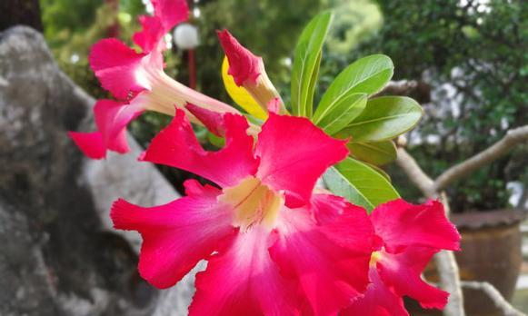 红色木槿花代表什么？红色木槿花的深层含义是什么？