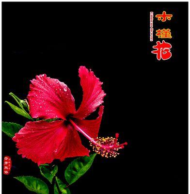 红色木槿花代表什么？红色木槿花的深层含义是什么？