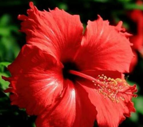 红色木槿花代表什么？红色木槿花的深层含义是什么？