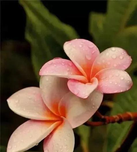 哪些花象征着人生幸福？如何通过花来表达幸福的祝福？