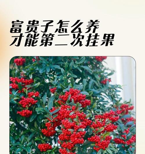 富贵子花的寓意有哪些？