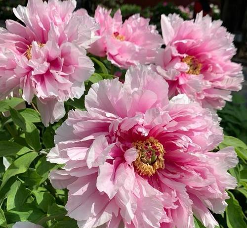 各色各样花的寓意是什么？不同颜色的花代表什么意义？