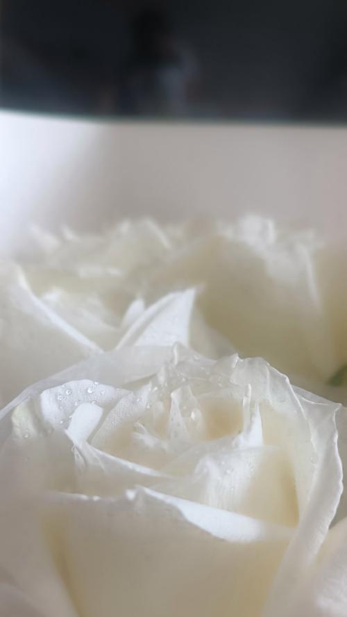 送白色花有什么含义？白色花代表不好的寓意吗？