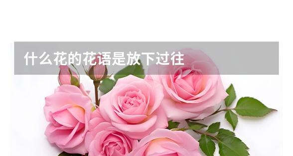 快乐没有烦恼的花语是什么？它们在花语中通常代表什么？