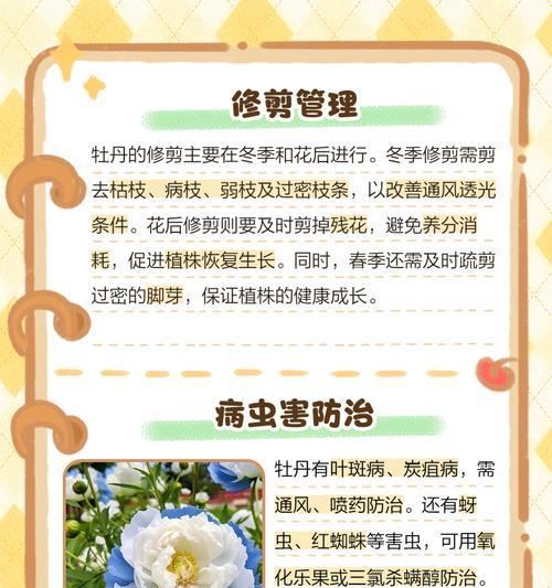 种牡丹花对老人家有何寓意？