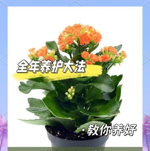 长寿花开白色花的寓意是什么？白色长寿花象征什么？