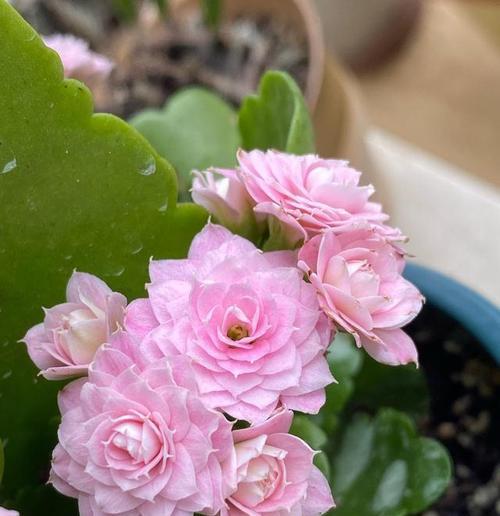长寿花开白色花的寓意是什么？白色长寿花象征什么？