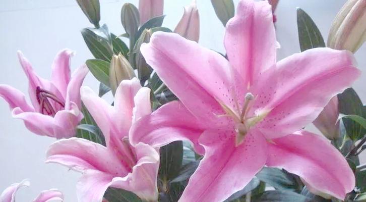 哪种花象征着吉祥和夫妻和睦？
