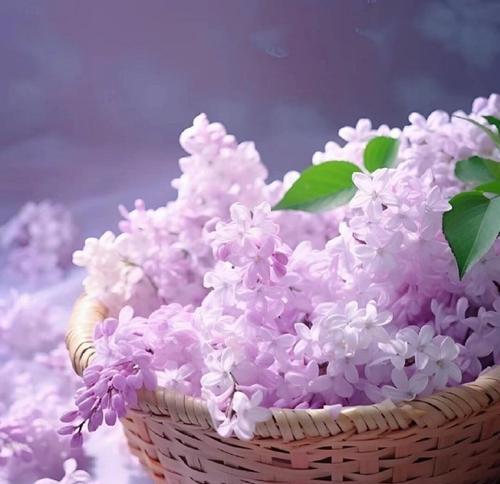 什么花象征爱情永不变质？爱情永不变质的花有哪些？