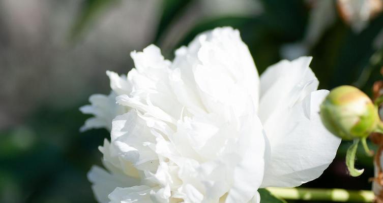 悬崖上白色牡丹花的寓意是什么？白色牡丹花有哪些象征意义？