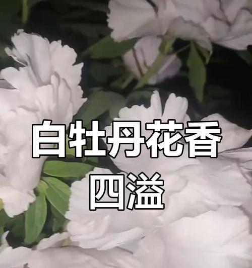 悬崖上白色牡丹花的寓意是什么？白色牡丹花有哪些象征意义？