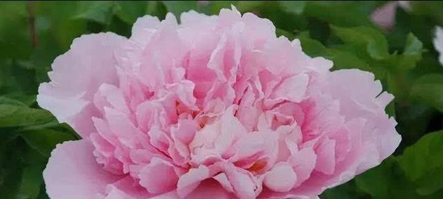 粉色牡丹手捧花的寓意是什么？新娘扔出手捧花的含义是什么？