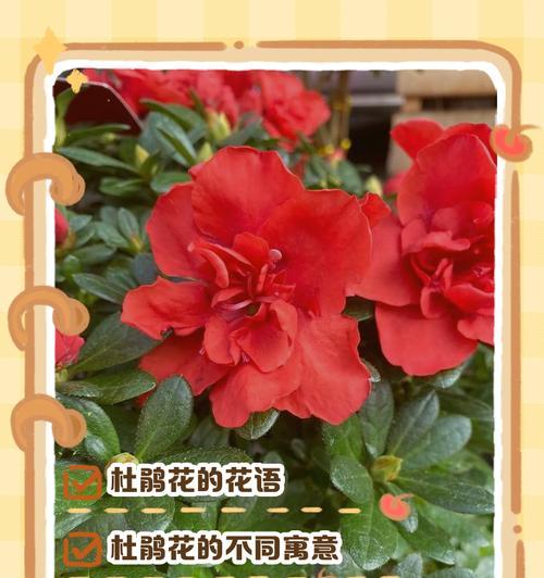 花的寓意和花语祝福有哪些?