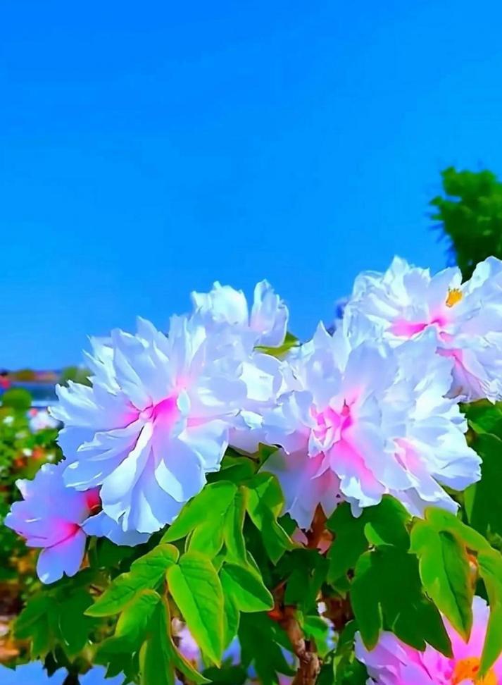 牡丹花各色的寓意是什么？牡丹花颜色的含义是什么？