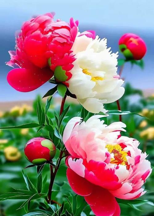 牡丹花各色的寓意是什么？牡丹花颜色的含义是什么？