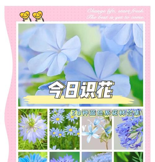 哪种蓝色花寓意爱情？