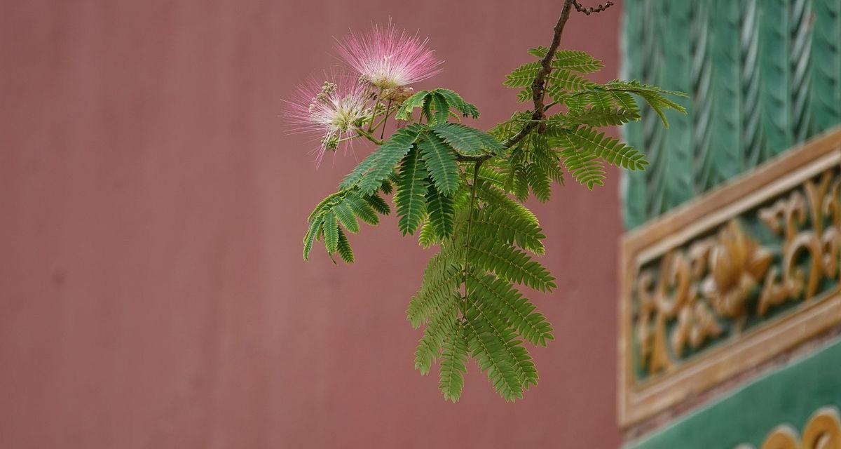 甄嬛传中象征爱情的花是什么？