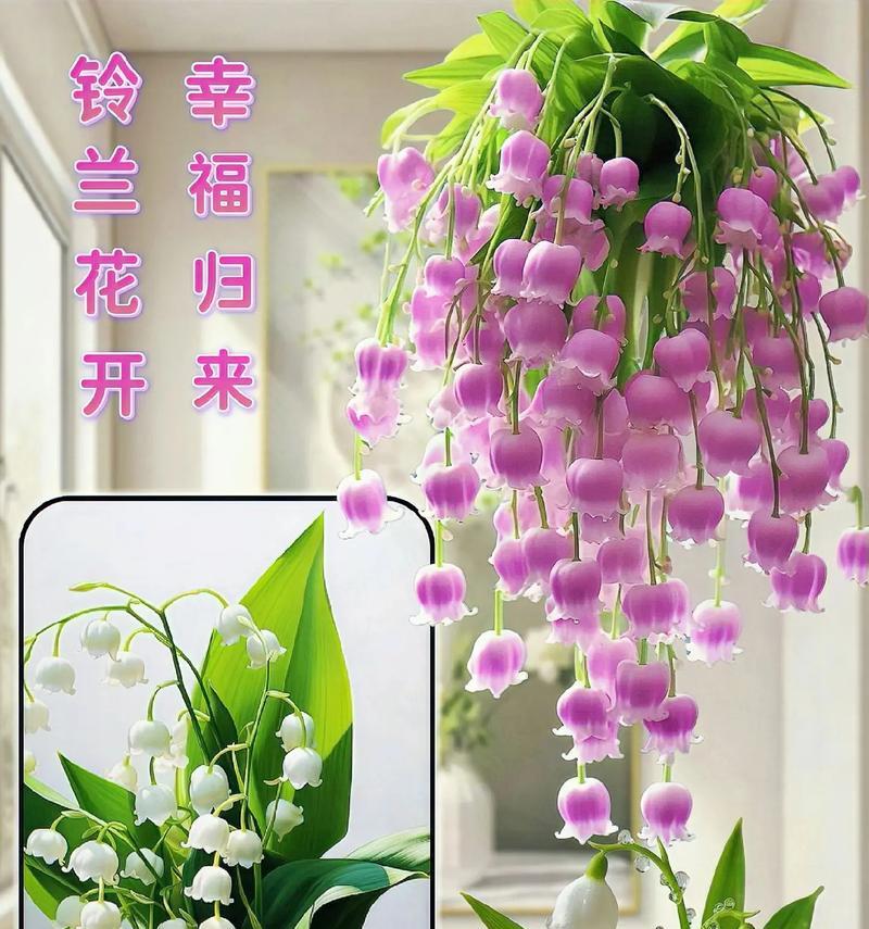 什么花的花语是温暖和幸福？