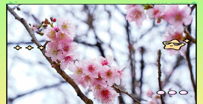 樱花的浪漫寓意是什么？玖玖樱花语有何特别之处？