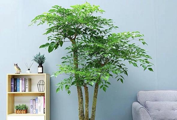 浅色花卉中有哪些寓意美好的选择？它们各自代表什么？