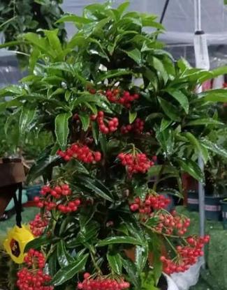 清明节的丝路花语是什么？清明节花卉的寓意有哪些？