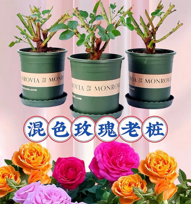 各色玫瑰花代表什么？玫瑰花的颜色和含义有哪些？