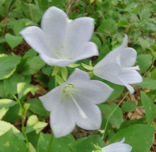绿色风铃子的花语是什么？它象征着什么？