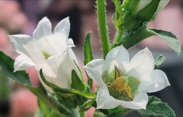 绿色风铃子的花语是什么？它象征着什么？