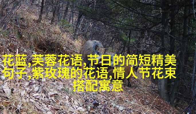 南国浪漫花语是什么？如何用南国花语表达情感？