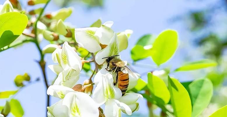 臭花在文化中有哪些寓意？它们代表了什么？