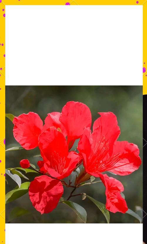 象征红色主义思想的花是什么？革命精神在花卉中的体现？