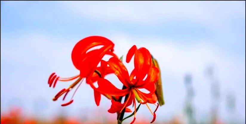 象征红色主义思想的花是什么？革命精神在花卉中的体现？