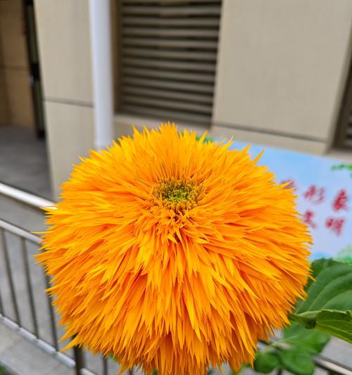 黄色花有哪些好的寓意？黄色花好的寓意有哪些呢？