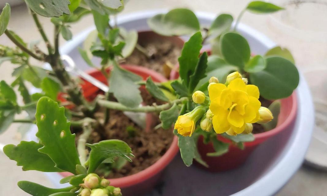 黄色花有哪些好的寓意？黄色花好的寓意有哪些呢？