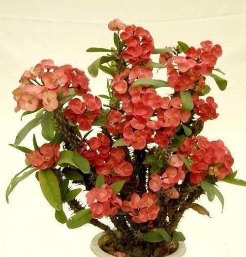红色麒麟花的寓意是什么？