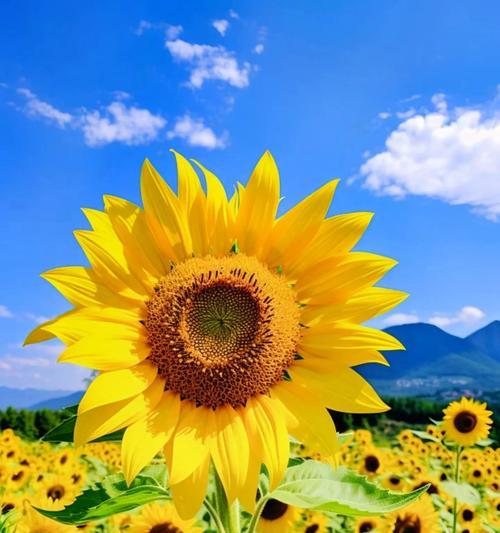 五朵花代表的浪漫含义是什么？