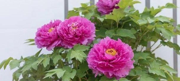 哪些传统花卉具有特殊意义？传统花卉的意义是什么？