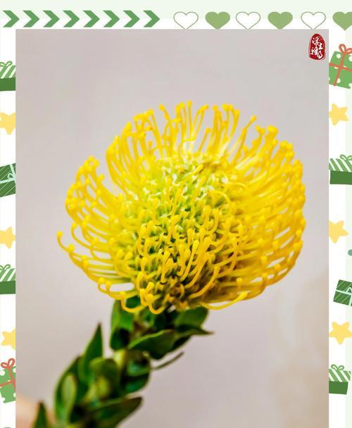 哪些传统花卉具有特殊意义？传统花卉的意义是什么？