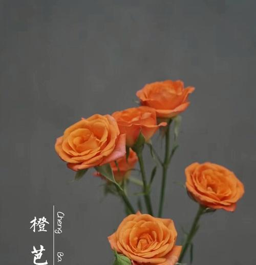 什么花象征细腻的爱情？如何表达深情的爱意？